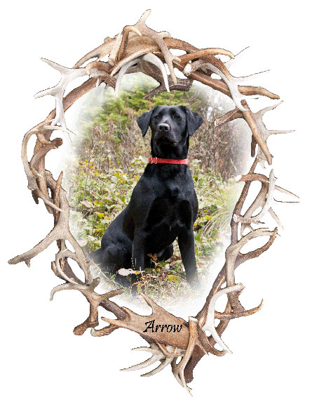 North Idaho Shed Antler Dogs | Trained Horn Labrador Retrievers