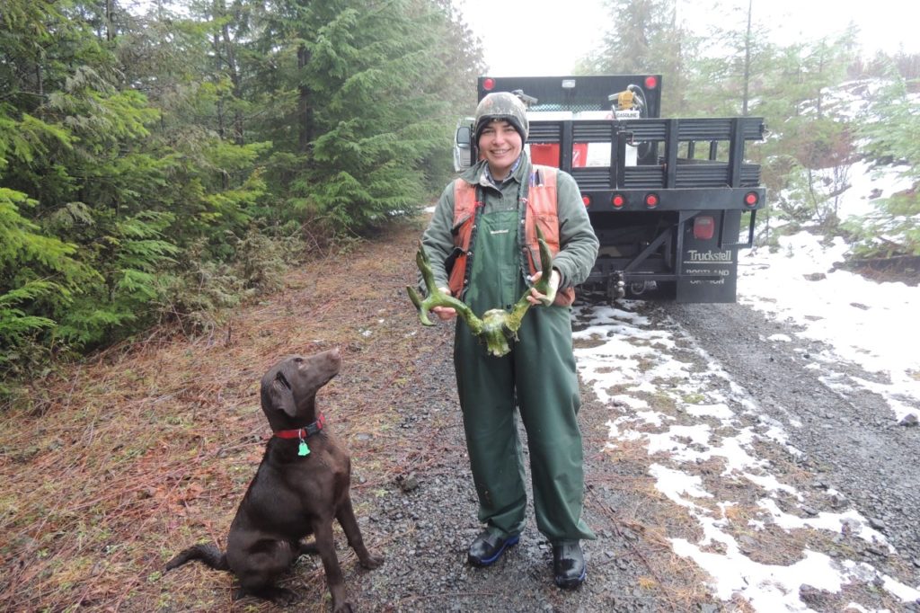 SHED-ANTLER-HORN-BONE-HUNTING-DOGS