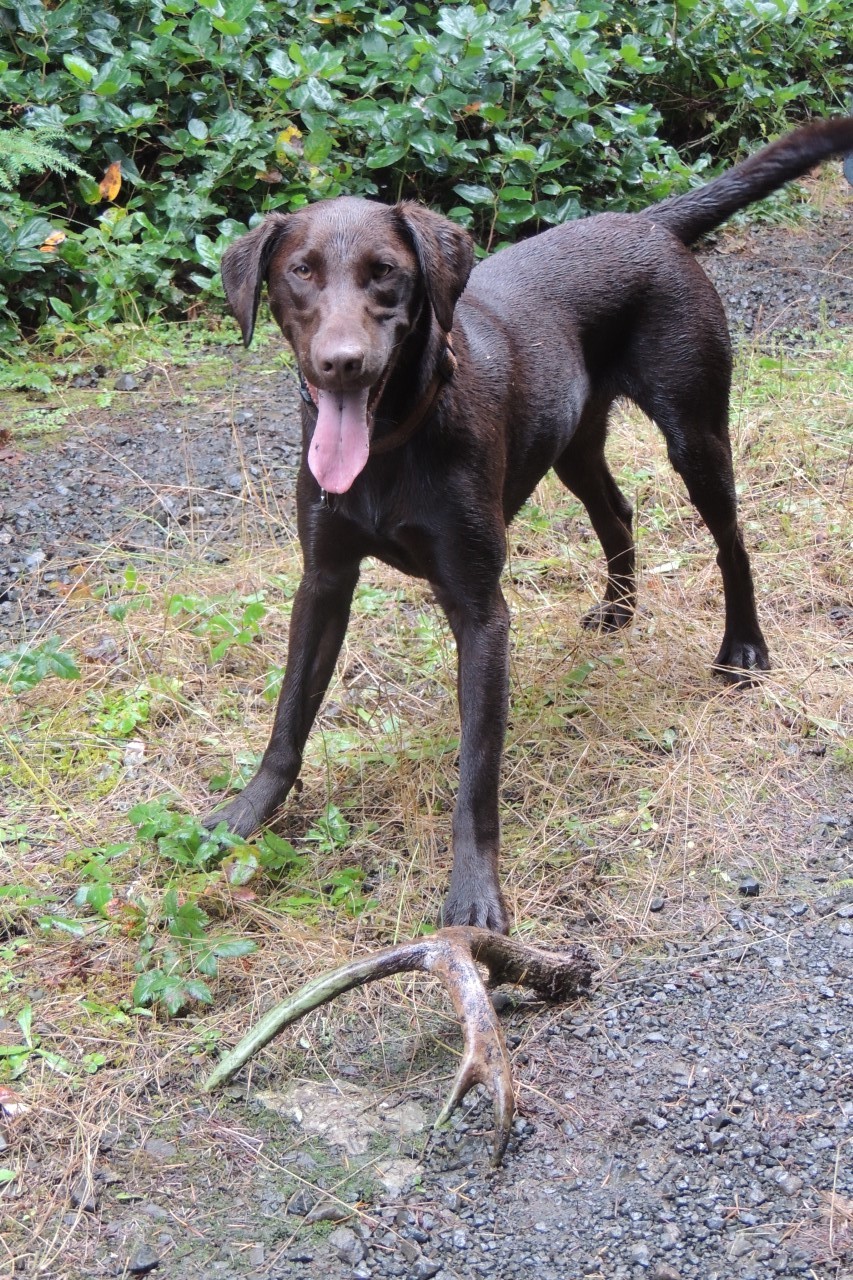 LABRADOR-RETRIEVER