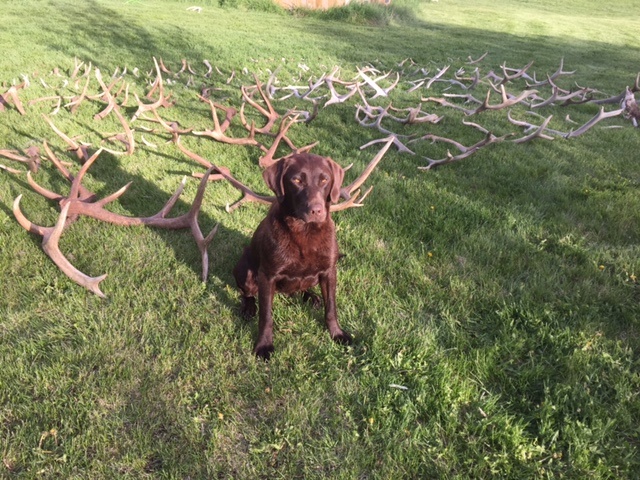 chocolate-lashed-antler-horn-bone-hunting-lab