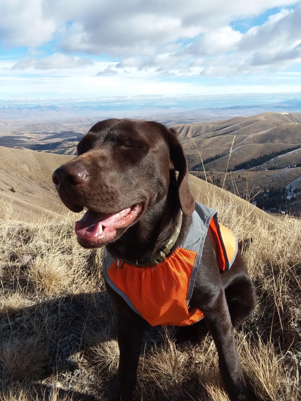 SHEDS-ANTLER-HORN-BONE-LAB-LABRADOR-RETRIEVER-HUNT