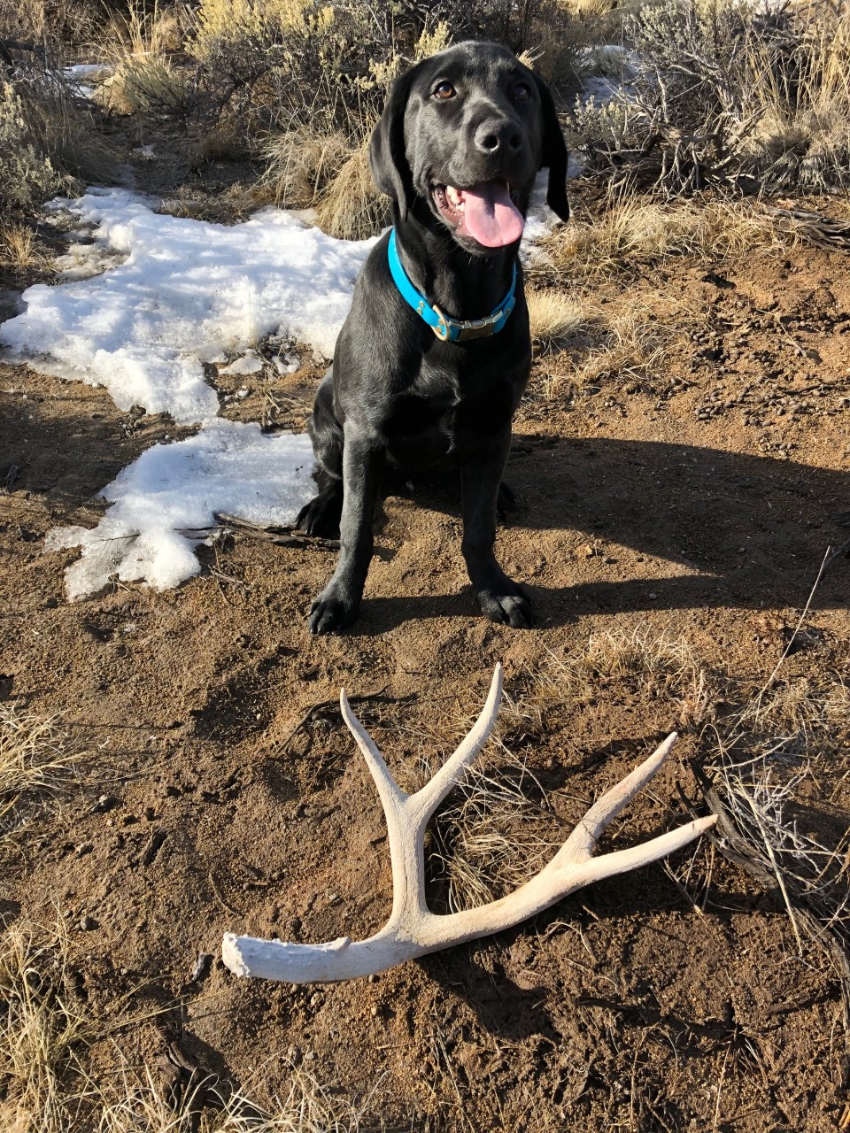 sheds-antler-horn-bone-hunt-